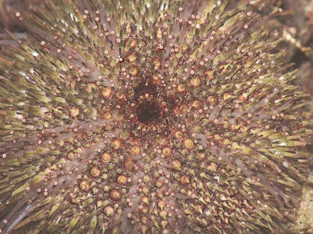 Psammechinus miliaris Green sea urchin Images
